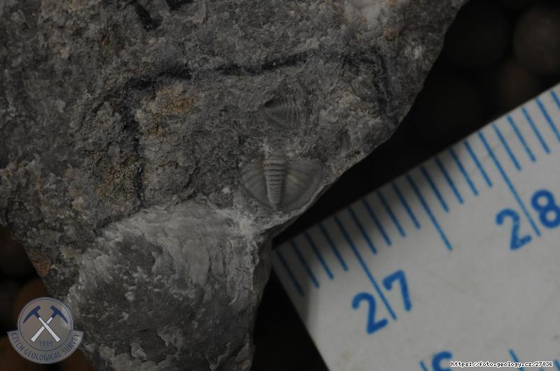 Fotografie Warburgella rugulosa rugulosa: Trilobit spodn�ch poloh lochkovsk�ho souvrstv�, Klonk u Suchomast