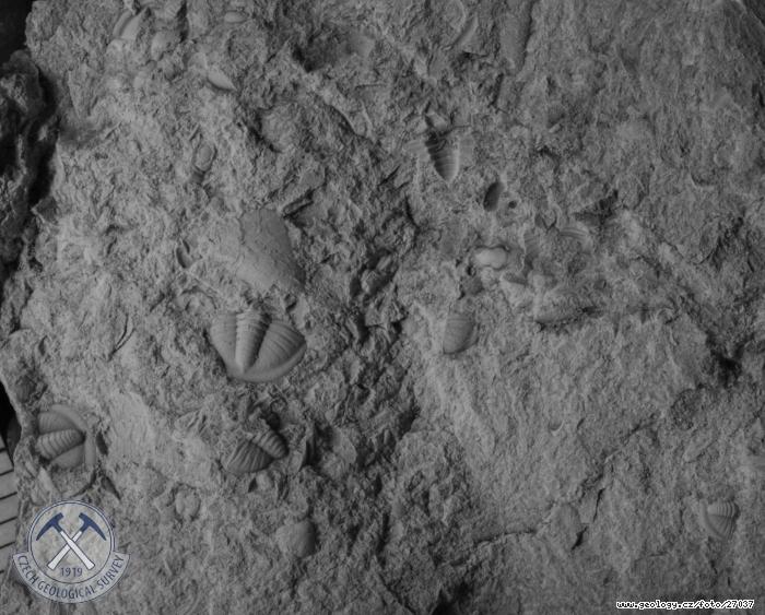 Fotografie Tetinia minuta: Trilobit typick pro nejvy silur, Klonk u Suchomast