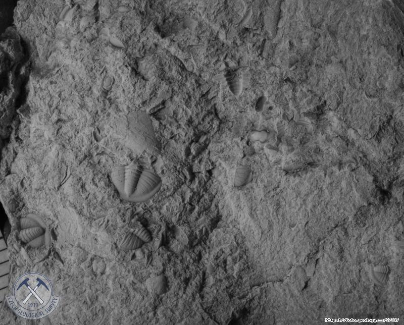 Fotografie Tetinia minuta: Trilobit typick� pro nejvy��� silur, Klonk u Suchomast