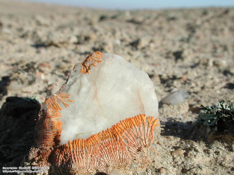Fotografie Pou�� Namib: Pou�� Namib v okol� Svakopmundu v Nam�bii, 