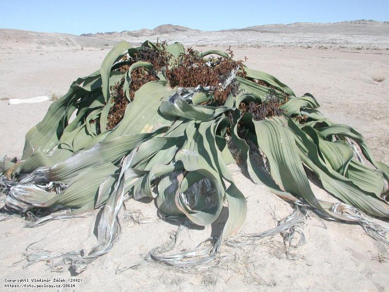 Fotografie Pou�� Namib: Pou�� Namib v okol� Svakopmundu v Nam�bii, 