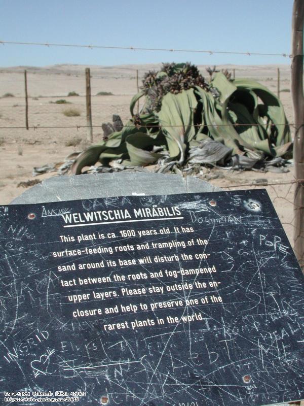 Fotografie Pou�� Namib: Pou�� Namib v okol� Svakopmundu v Nam�bii, 