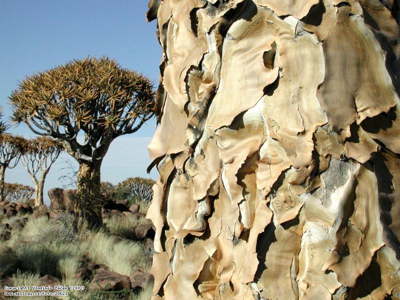 Photo Quiver tree: Endemic quiver tree at Keetmanshoop in Namibia, 
