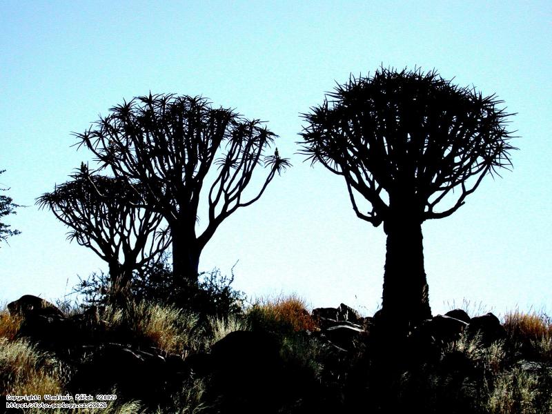 Fotografie Kokerboom: Endemitn aloe rozsochat u Keetsmanshoopu v Nambii, 