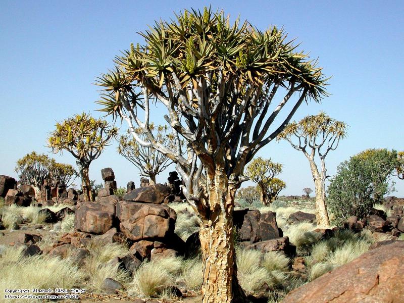 Fotografie Kokerboom: Endemitn� aloe rozsochat� u Keetsmanshoopu v Nam�bii, 