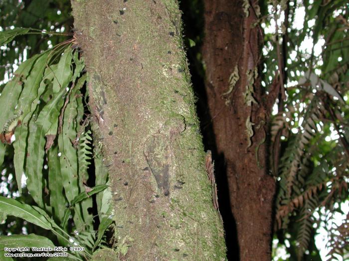 Fotografie Peas Blancas, severn Nikaragua: Exkurze v mlnm pralese na Peas Blancas, severn Nikaragua, 