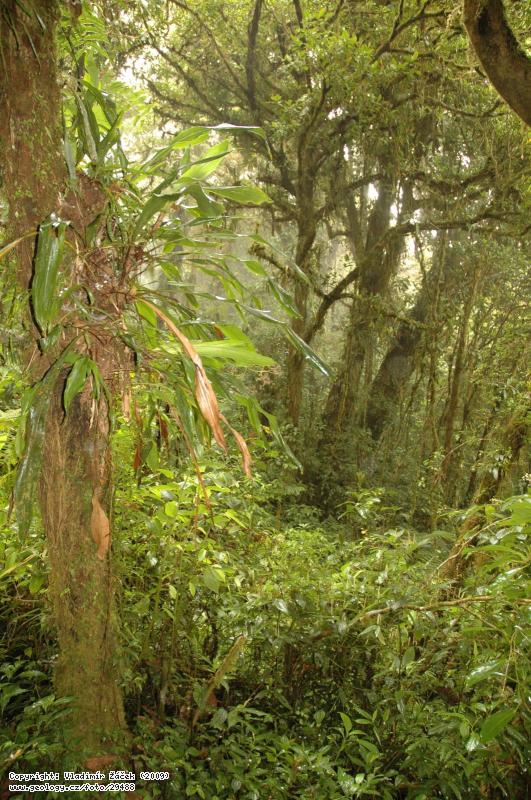 Fotografie V mlnm pralese Monteverde v Kostarice: Geologick mapovn v mlnm pralese Monteverde v Kostarice, 