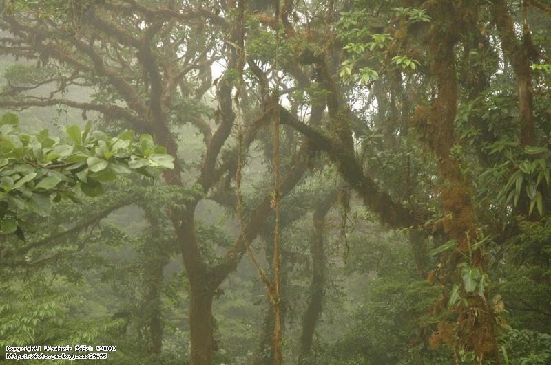 FOTO V mlžném pralese Monteverde v Kostarice: Geologické mapování v mlžném pralese Monteverde v Kostarice, Fotografie V mlžném pralese Monteverde v Kostarice: Geologické mapování v mlžném pralese Monteverde v Kostarice,