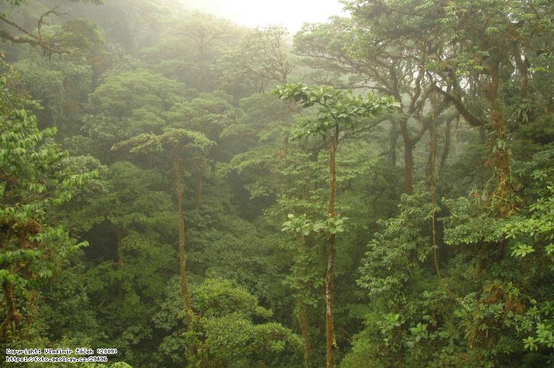 FOTO V mlžném pralese Monteverde v Kostarice: Geologické mapování v mlžném pralese Monteverde v Kostarice, Fotografie V mlžném pralese Monteverde v Kostarice: Geologické mapování v mlžném pralese Monteverde v Kostarice,