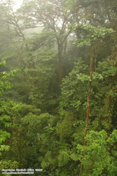 Photo In the cloud forest of Monteverde in Cos: Geological mapping in the Monteverde cloud forest in Costa Rica, 