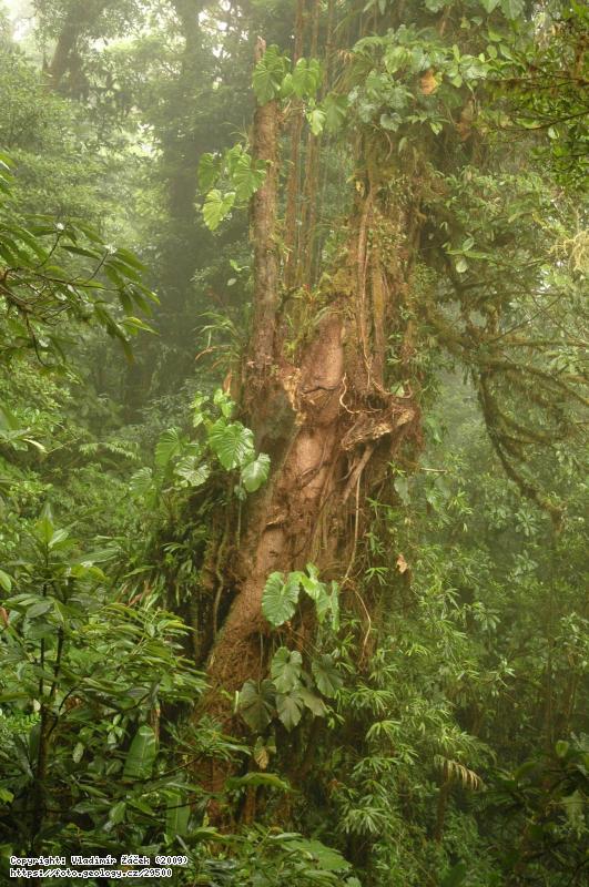 FOTO V mlžném pralese Monteverde v Kostarice: Geologické mapování v mlžném pralese Monteverde v Kostarice, Fotografie V mlžném pralese Monteverde v Kostarice: Geologické mapování v mlžném pralese Monteverde v Kostarice,