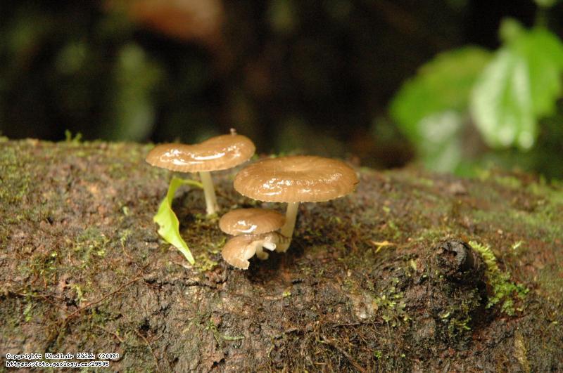 FOTO V mlžném pralese Monteverde v Kostarice: Geologické mapování v mlžném pralese Monteverde v Kostarice, Fotografie V mlžném pralese Monteverde v Kostarice: Geologické mapování v mlžném pralese Monteverde v Kostarice,
