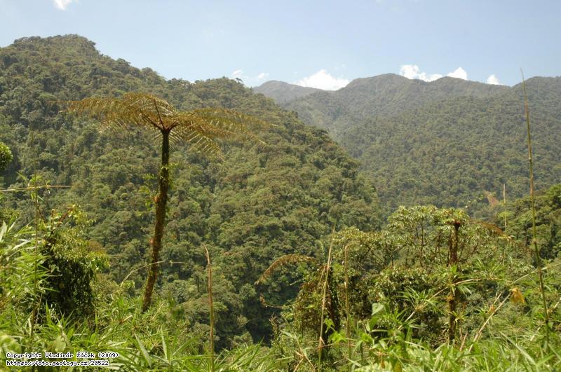 FOTO V mlžném pralese Monteverde v Kostarice: Geologické mapování v mlžném pralese Monteverde v Kostarice, Fotografie V mlžném pralese Monteverde v Kostarice: Geologické mapování v mlžném pralese Monteverde v Kostarice,