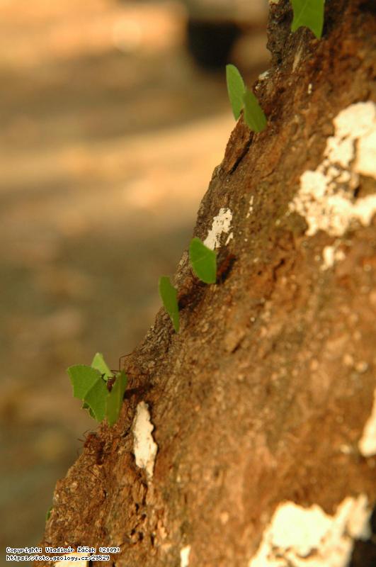 FOTO V mlžném pralese Monteverde v Kostarice: Geologické mapování v mlžném pralese Monteverde v Kostarice, Fotografie V mlžném pralese Monteverde v Kostarice: Geologické mapování v mlžném pralese Monteverde v Kostarice,