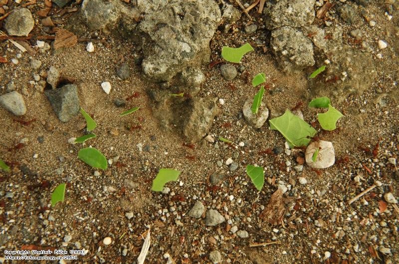 FOTO V mlžném pralese Monteverde v Kostarice: Geologické mapování v mlžném pralese Monteverde v Kostarice, Fotografie V mlžném pralese Monteverde v Kostarice: Geologické mapování v mlžném pralese Monteverde v Kostarice,