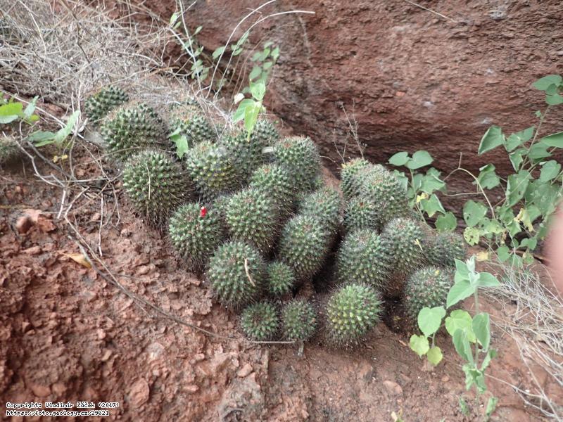 Fotografie Tres Se�oritas, Nikaragua: Tres Se�oritas, konglomer�ty souvrstv� Totogalpa, s. Nikaragua, 
