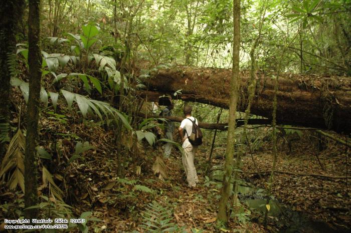 Fotografie Mapovn v mlnm pralese, Nikaragua: Mapovn v mlnm pralese v poho Dipilto na hranici s Hondurasem, 