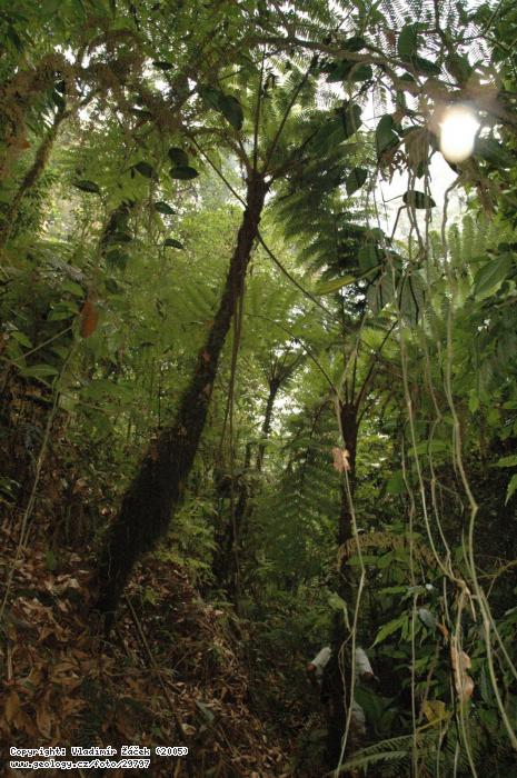 Fotografie Mapovn v mlnm pralese, Nikaragua: Mapovn v mlnm pralese v poho Dipilto na hranici s Hondurasem, 