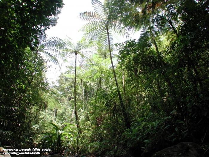 Fotografie Peas Blancas, severn Nikaragua : Exkurze v mlnm pralese na Peas Blancas, severn Nikaragua , 