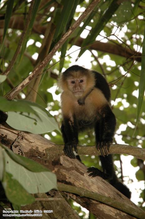 Fotografie Opice malpa kapucnsk: Opice malpa kapucnsk, panlsky Cara blanca (Cebus capinus) na karibskm pobe v Kostarice, 