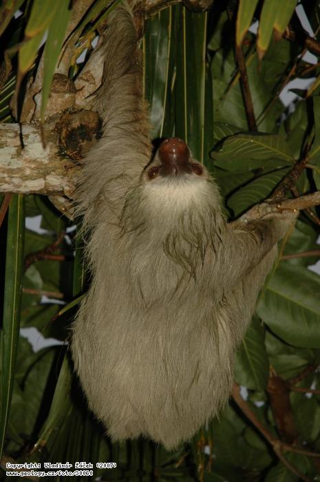 Photo Sloth: Sloth, 