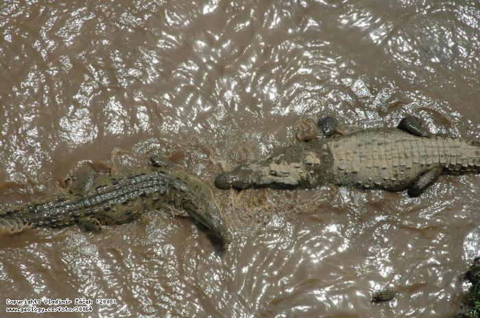 Fotografie Krokodýl americký: Krokodýl americký (Crocodylus acutus), 