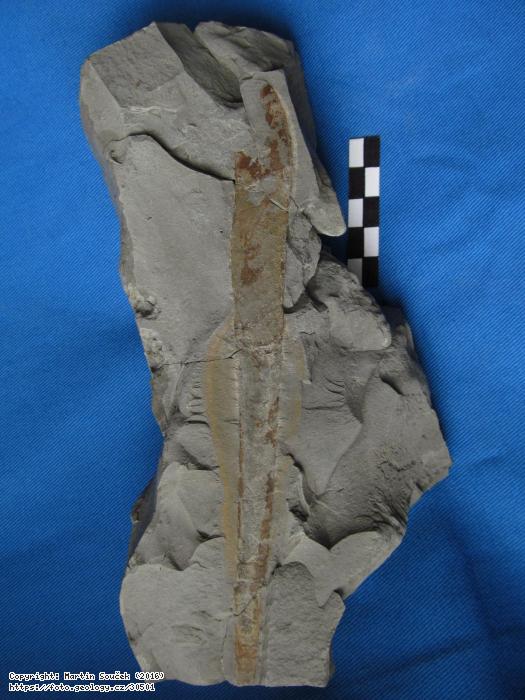 Fotografie epov: epov, epov