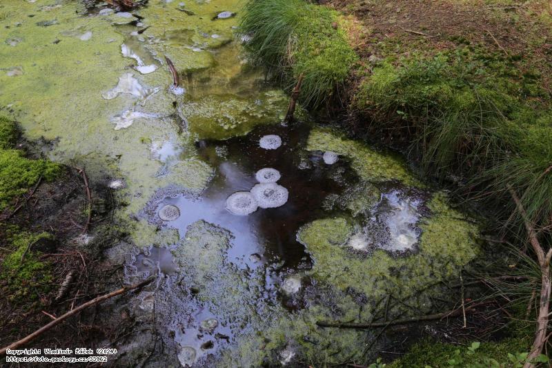 Fotografie Smra�och: Smra�och, Smra�och