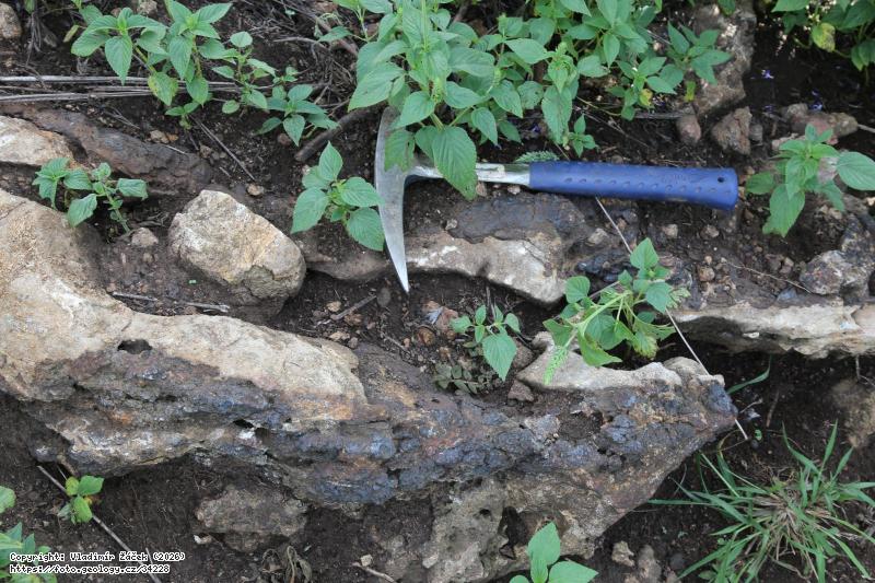 Fotografie Karbonatit s magnetitem v Tororo: Karbonatit s magnetitem, Tororo, v. Uganda, 