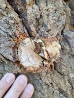 Xenolity křídových sedimentů pohlcené intruzivní brekcií; částečně ..