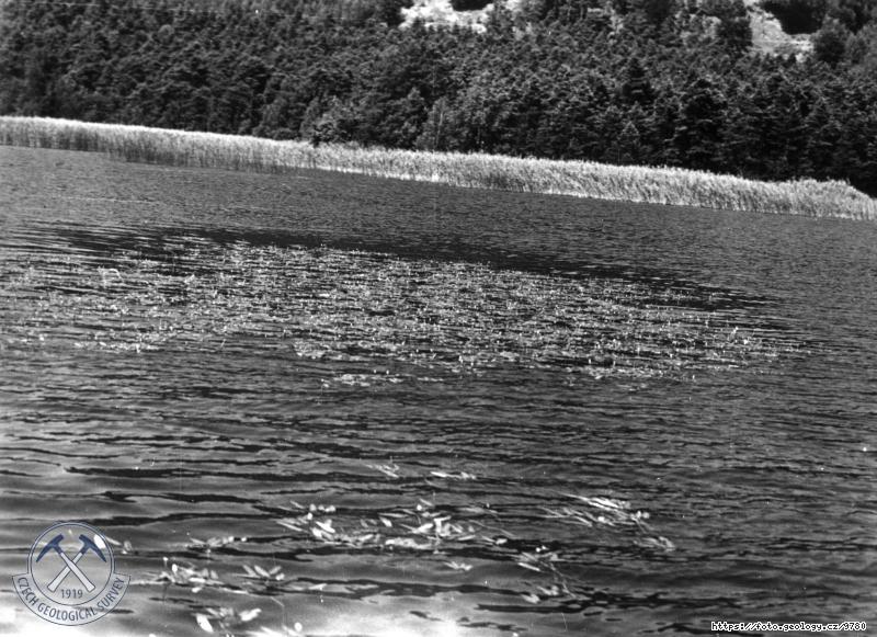 Fotografie : Zar�st�n� M�chova jezera, M�chovo jezero
