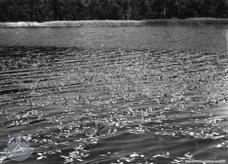 Fotografie : Zar�st�n� M�chova jezera, M�chovo jezero