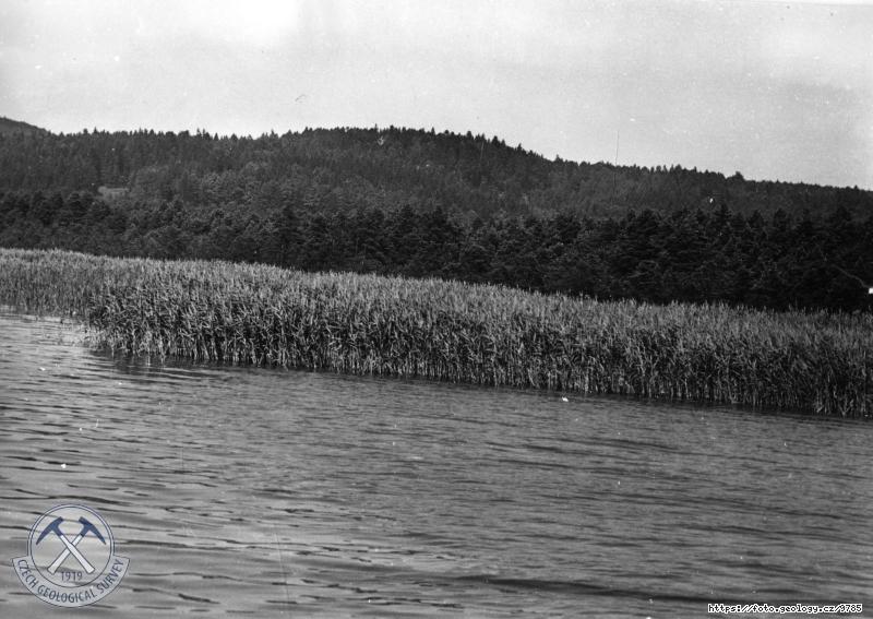 Fotografie : Zar�st�n� M�chova jezera, M�chovo jezero