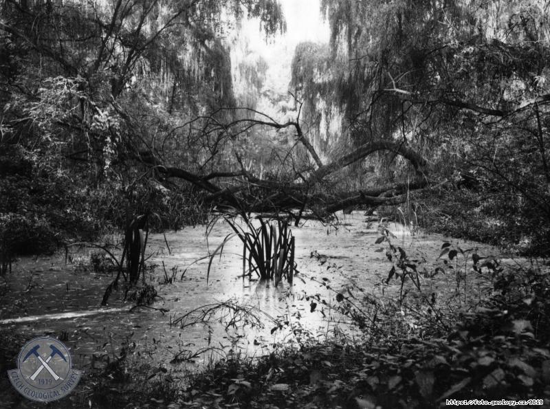 Fotografie : Jez�rko v opu�t�n�m rameni Labe, M�ln�k