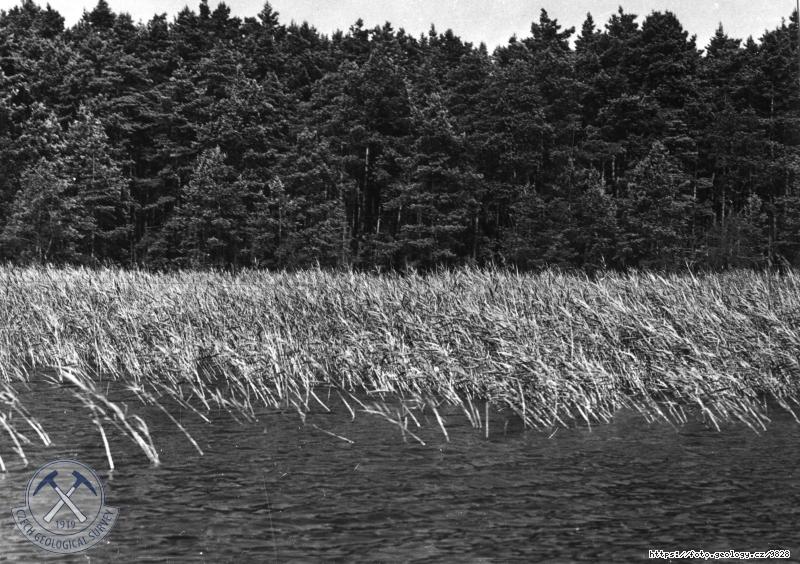 Fotografie : Zar�st�n� M�chova jezera, M�chovo jezero